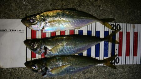 ボトム付近のアジング